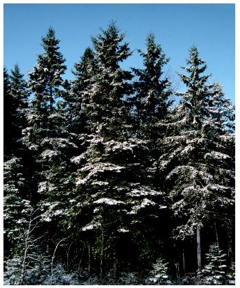 spruce pine taiga boreal tree jack flora forest plants adaptations trees biome fir aspen fauna larch evergreen pines birch species